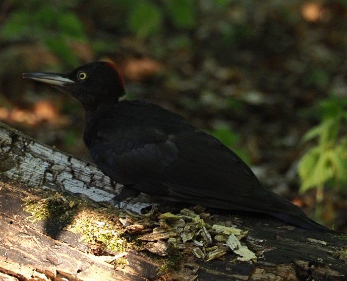 Schwarzspecht, Dryocopus martius
